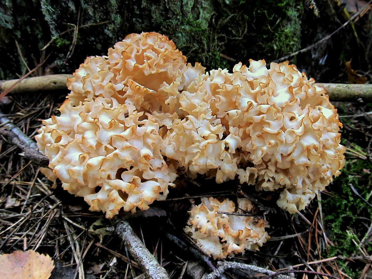 Sparassis crispa