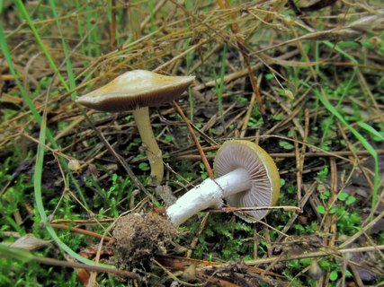 Stropharia coronilla