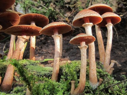 Tubaria confragosa