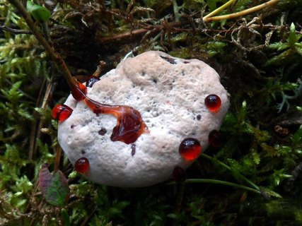 Hydnellum peckii