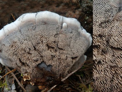 Hydnellum caeruleum