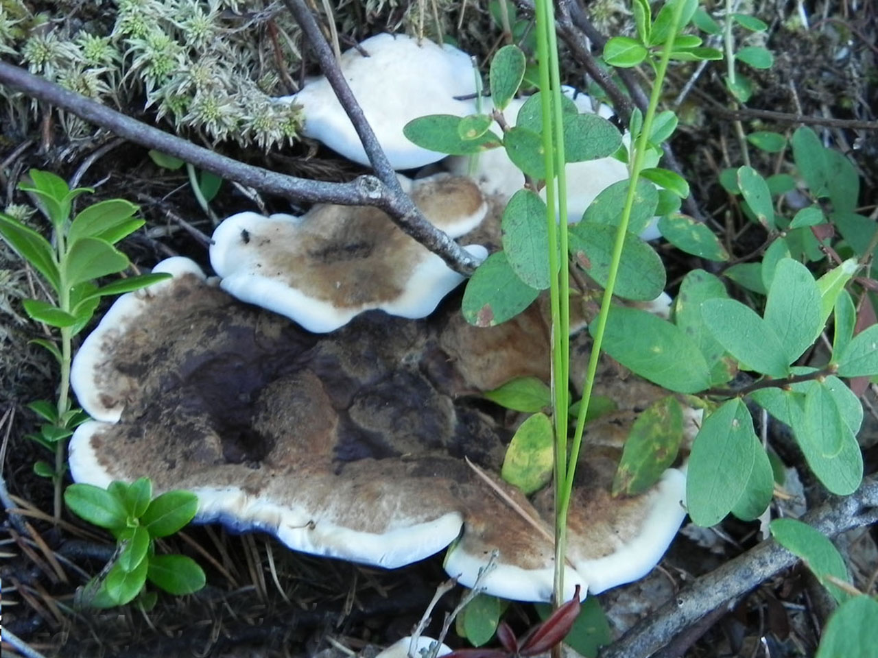 Hydnellum caeruleum