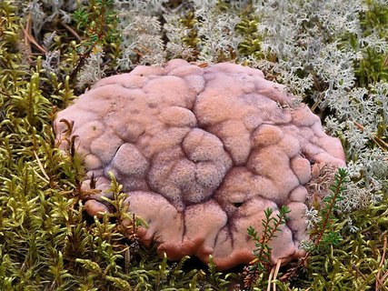 Hydnellum ferrugineum