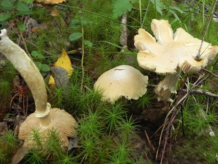 Cortinarius caperatus