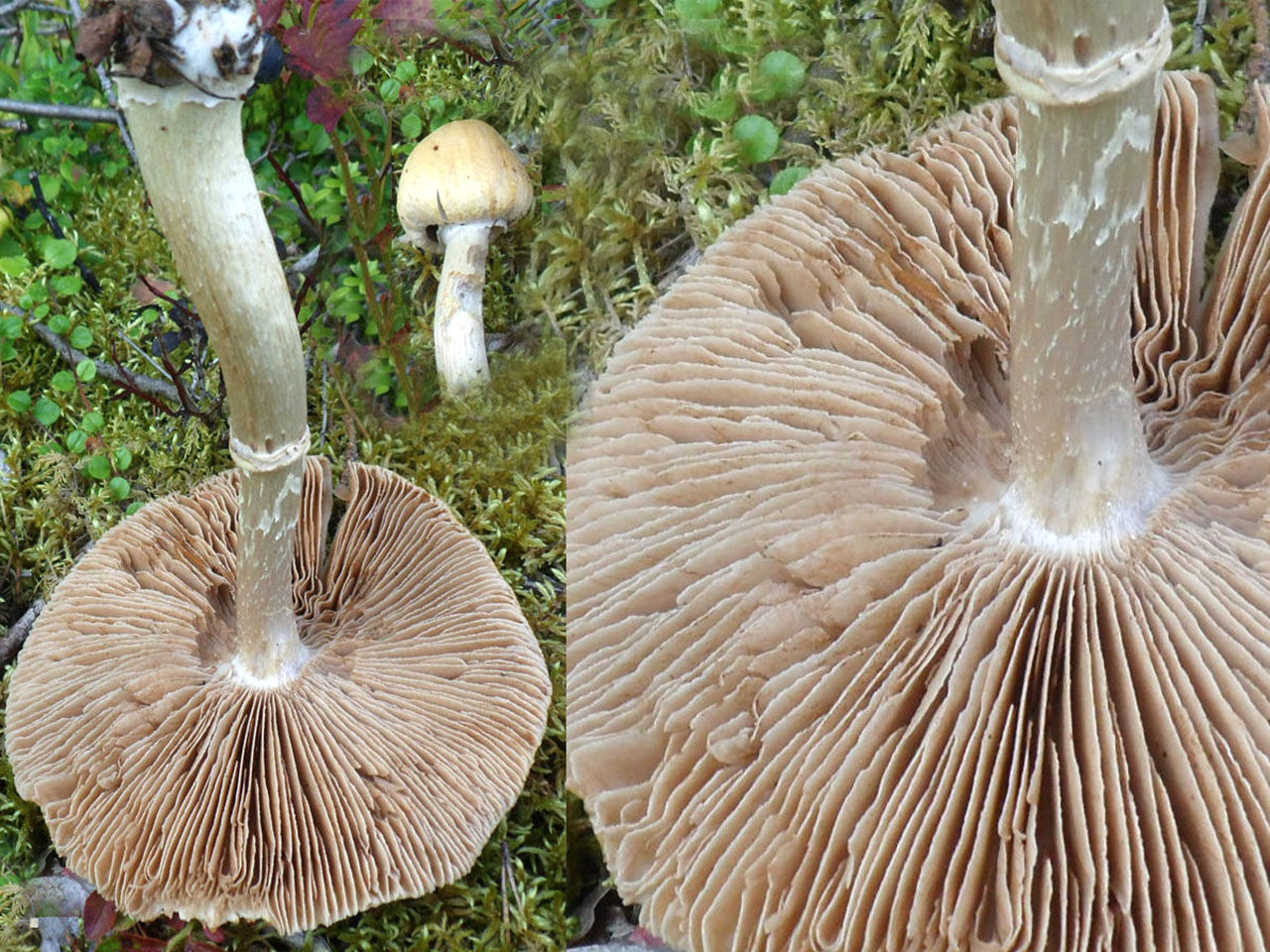 Cortinarius caperatus