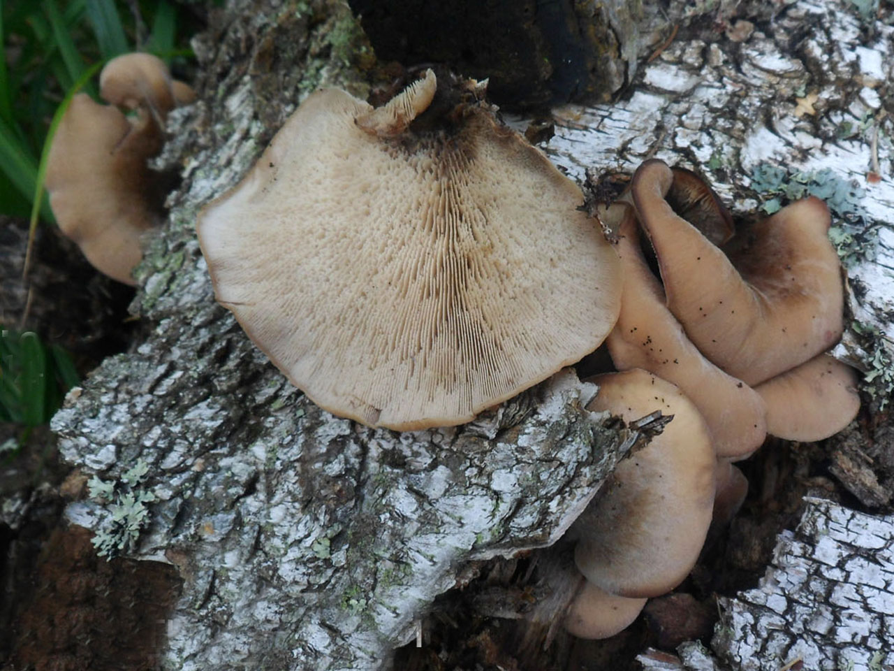 Lentinellus ursinus