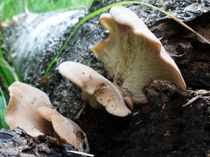 Lentinellus ursinus