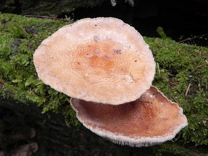 Neolentinus cyathiformis