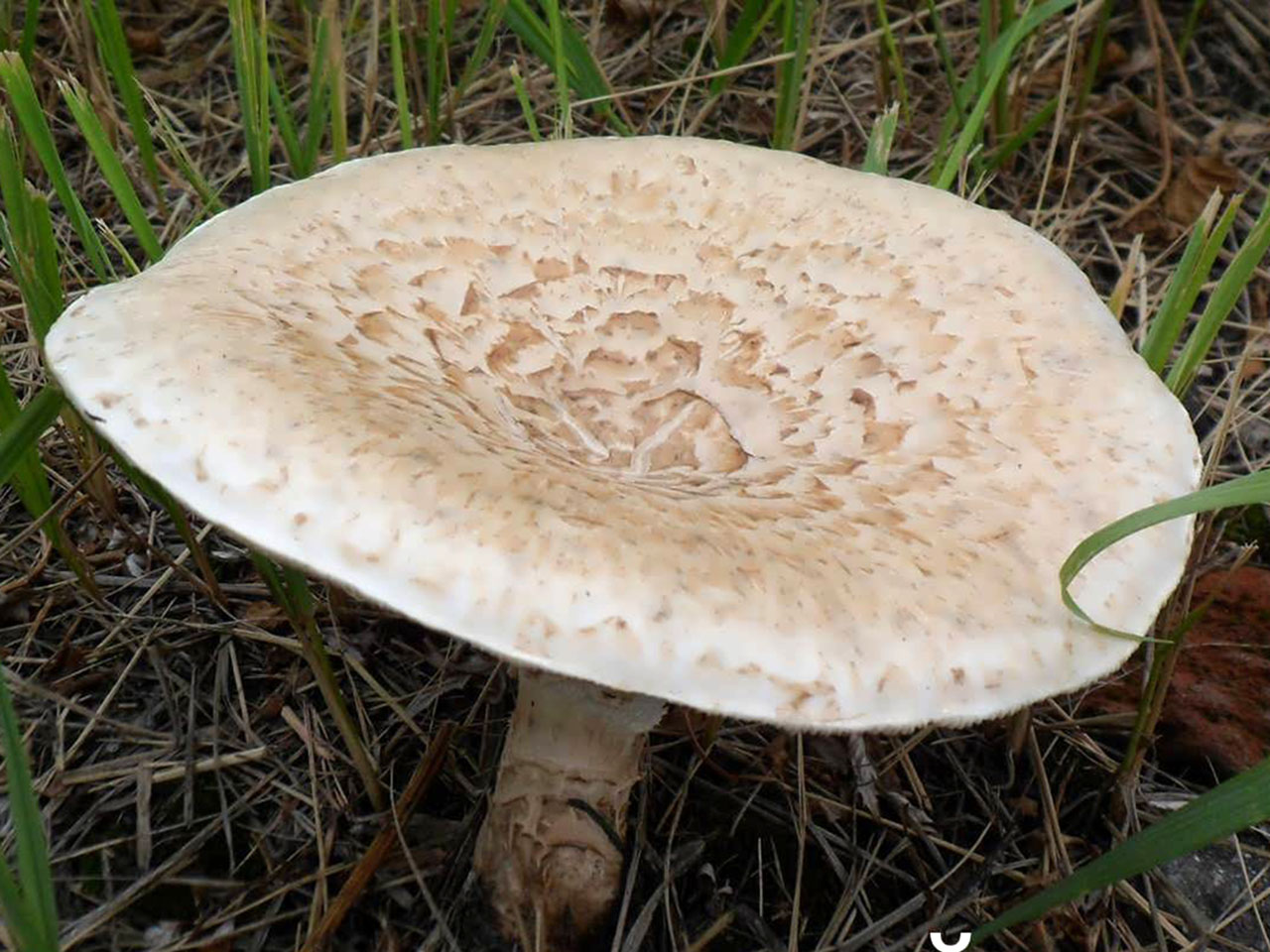 Neolentinus lepideus