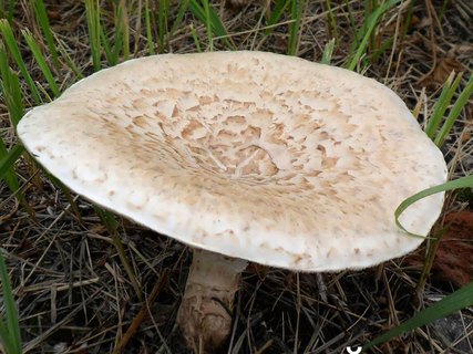 Neolentinus lepideus