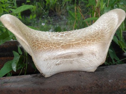 Neolentinus lepideus