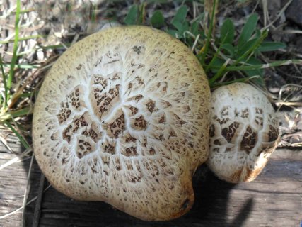 Neolentinus lepideus