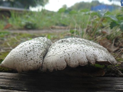 Neolentinus lepideus