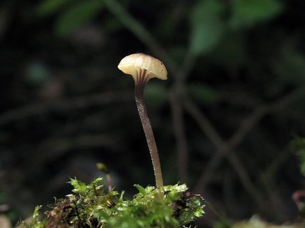 Rickenella swartzii