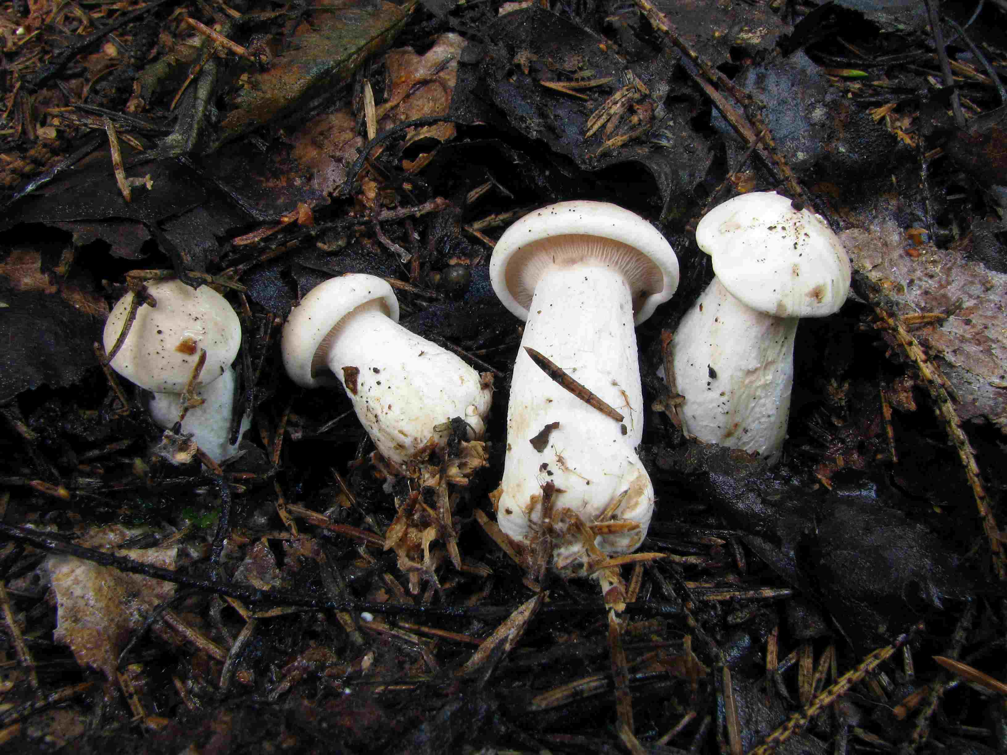 Clitocybe nebularis