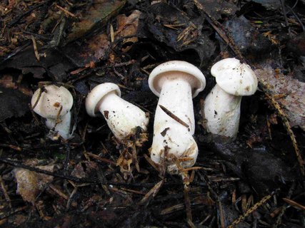 Clitocybe nebularis