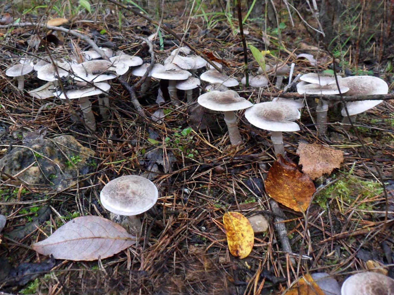 Tricholoma cingulatum