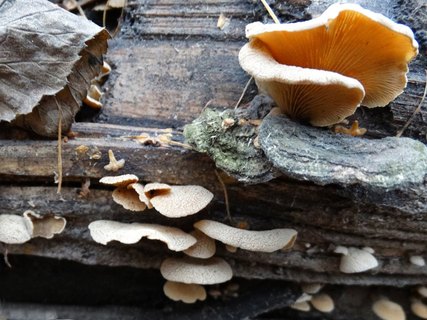 Panellus stipticus