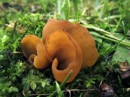 Flavoscypha cantharella