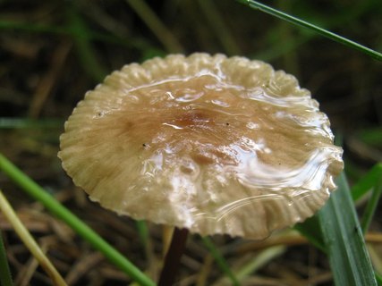 Mycetinis scorodonius