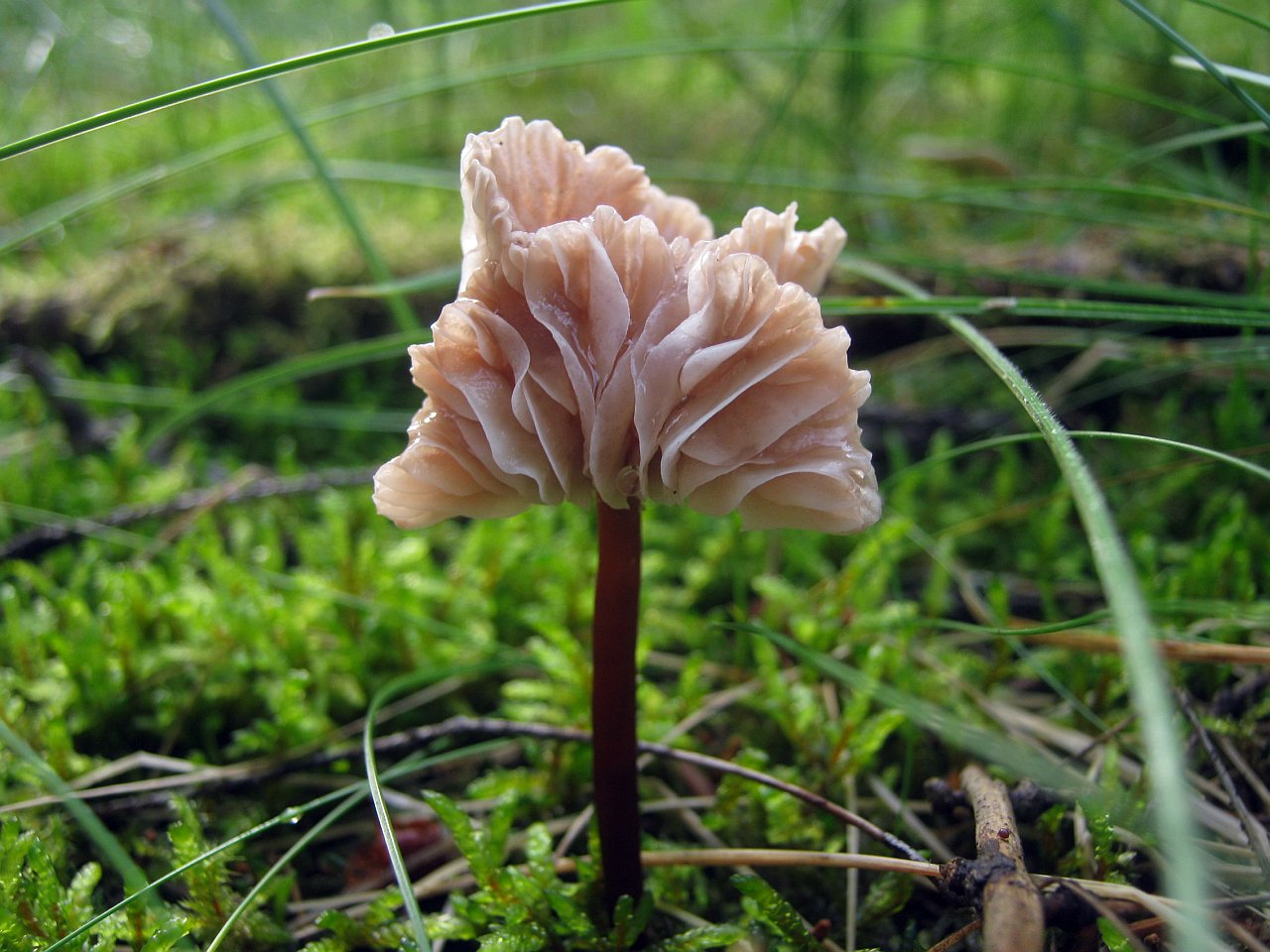 Mycetinis scorodonius