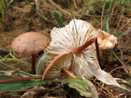 Mycetinis scorodonius