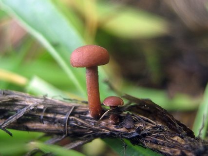 Mycetinis scorodonius