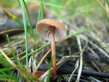 Mycetinis scorodonius
