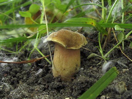 Hortiboletus bubalinus
