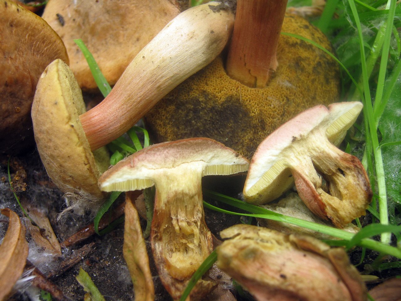 Hortiboletus bubalinus