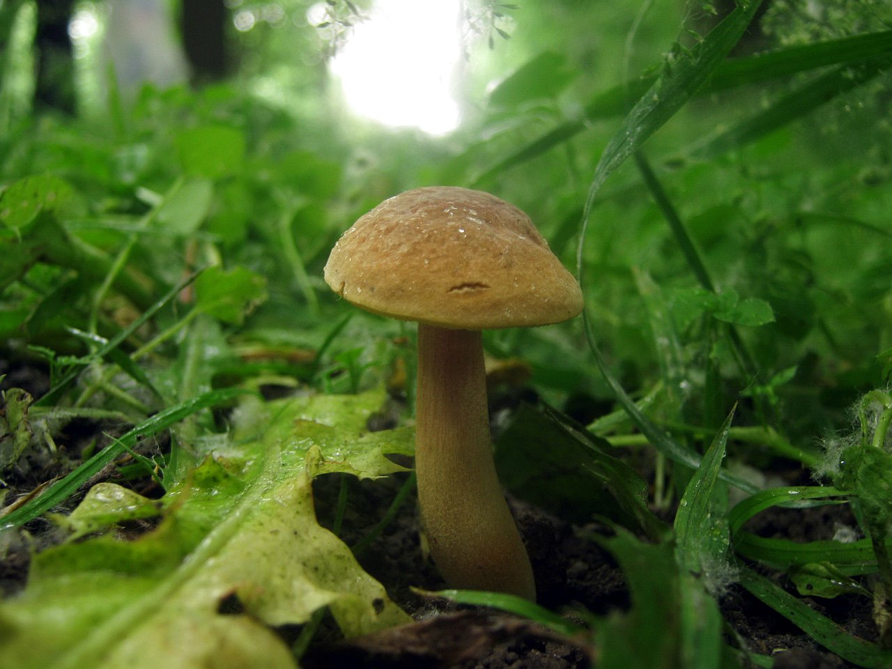 Hortiboletus bubalinus