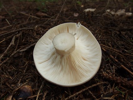 Clitocybe nebularis