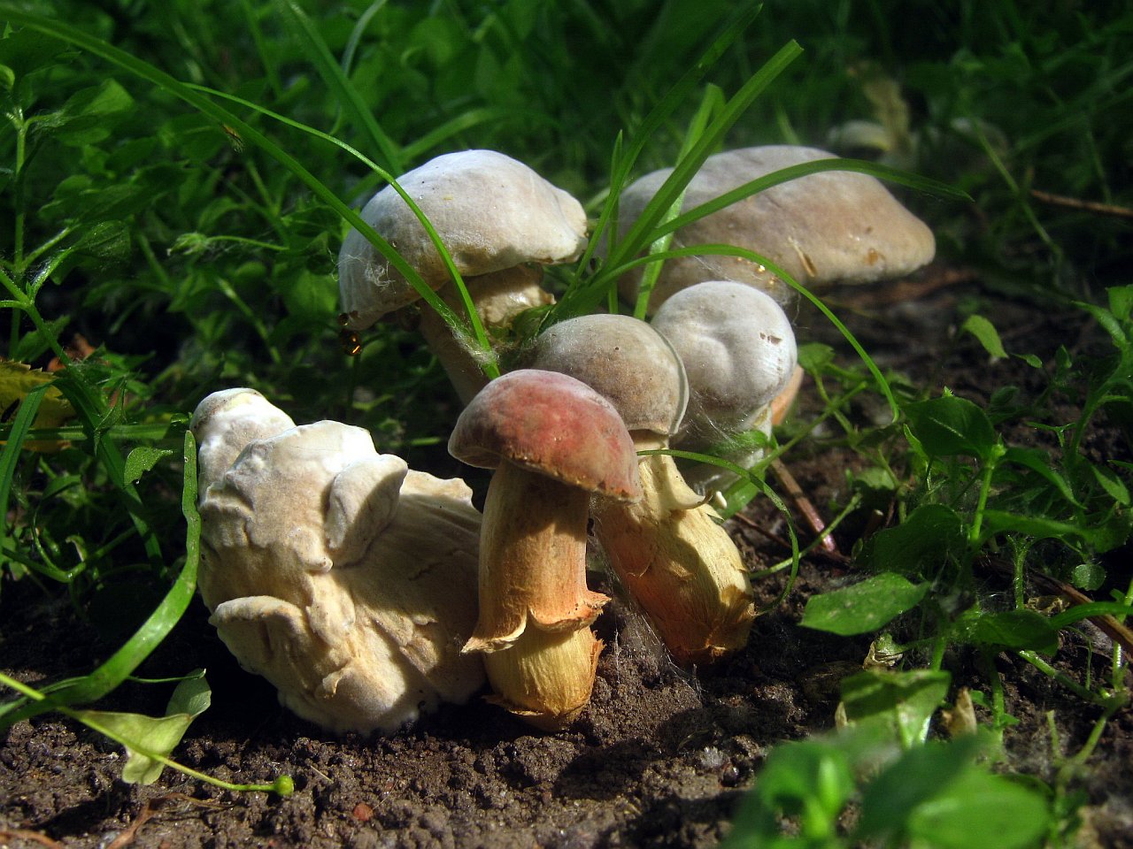 Hortiboletus bubalinus