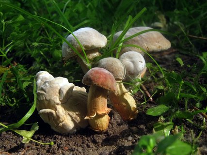 Hortiboletus bubalinus