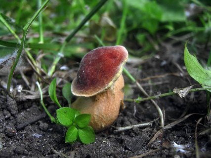 Hortiboletus bubalinus