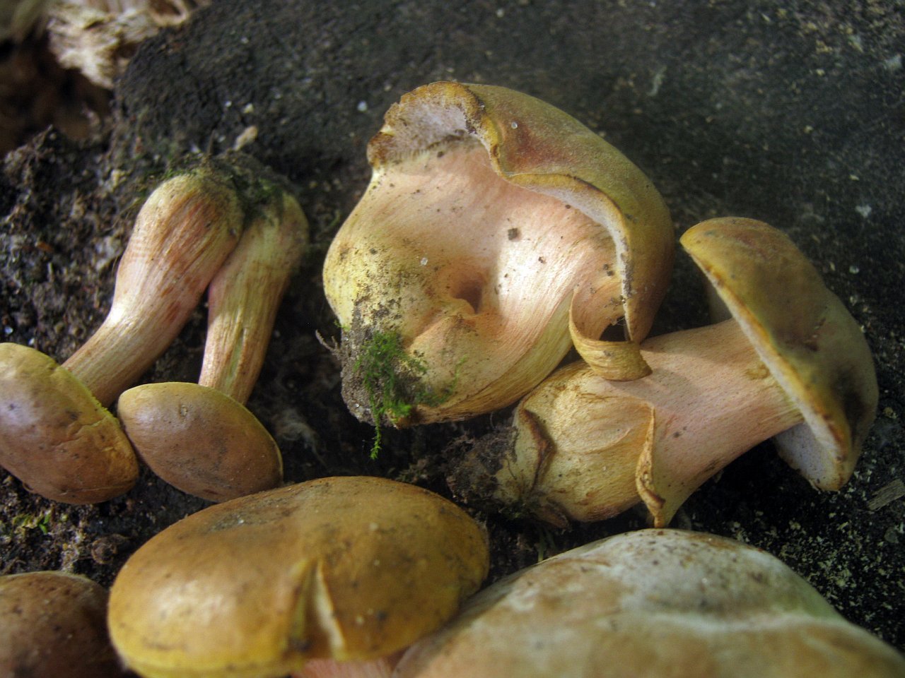 Hortiboletus bubalinus