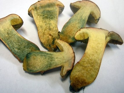 Hortiboletus bubalinus
