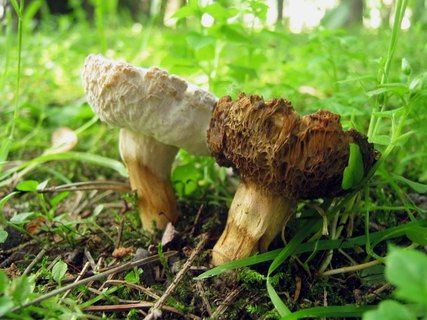 Hortiboletus bubalinus