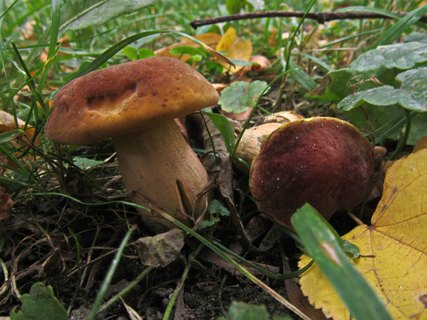 Hortiboletus bubalinus