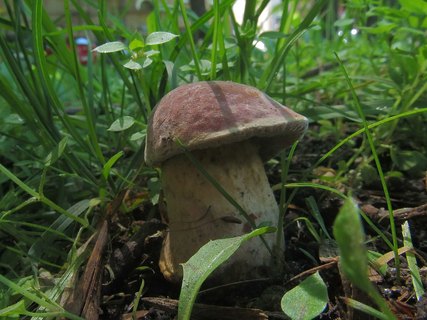 Hortiboletus bubalinus