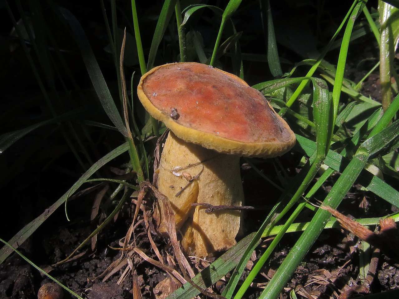 Hortiboletus bubalinus