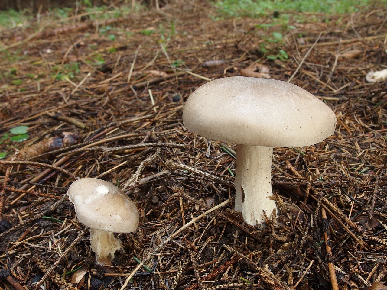 Clitocybe nebularis