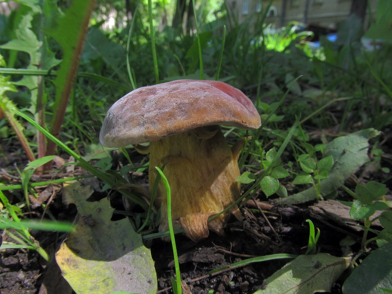 Hortiboletus bubalinus