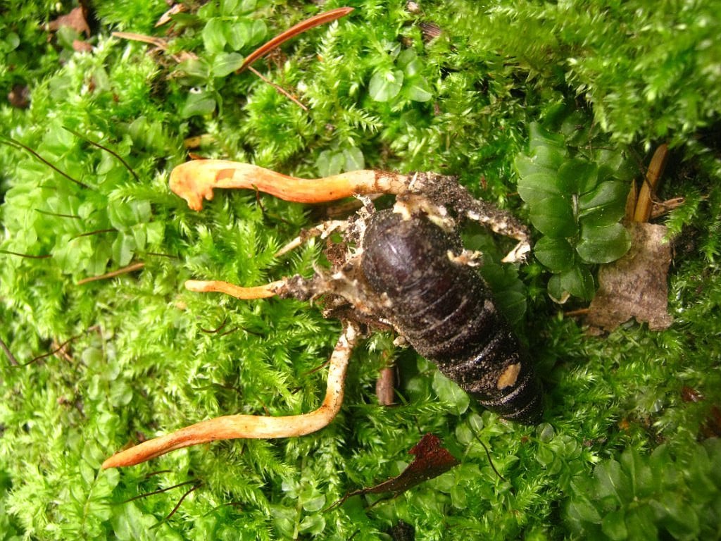 Cordyceps