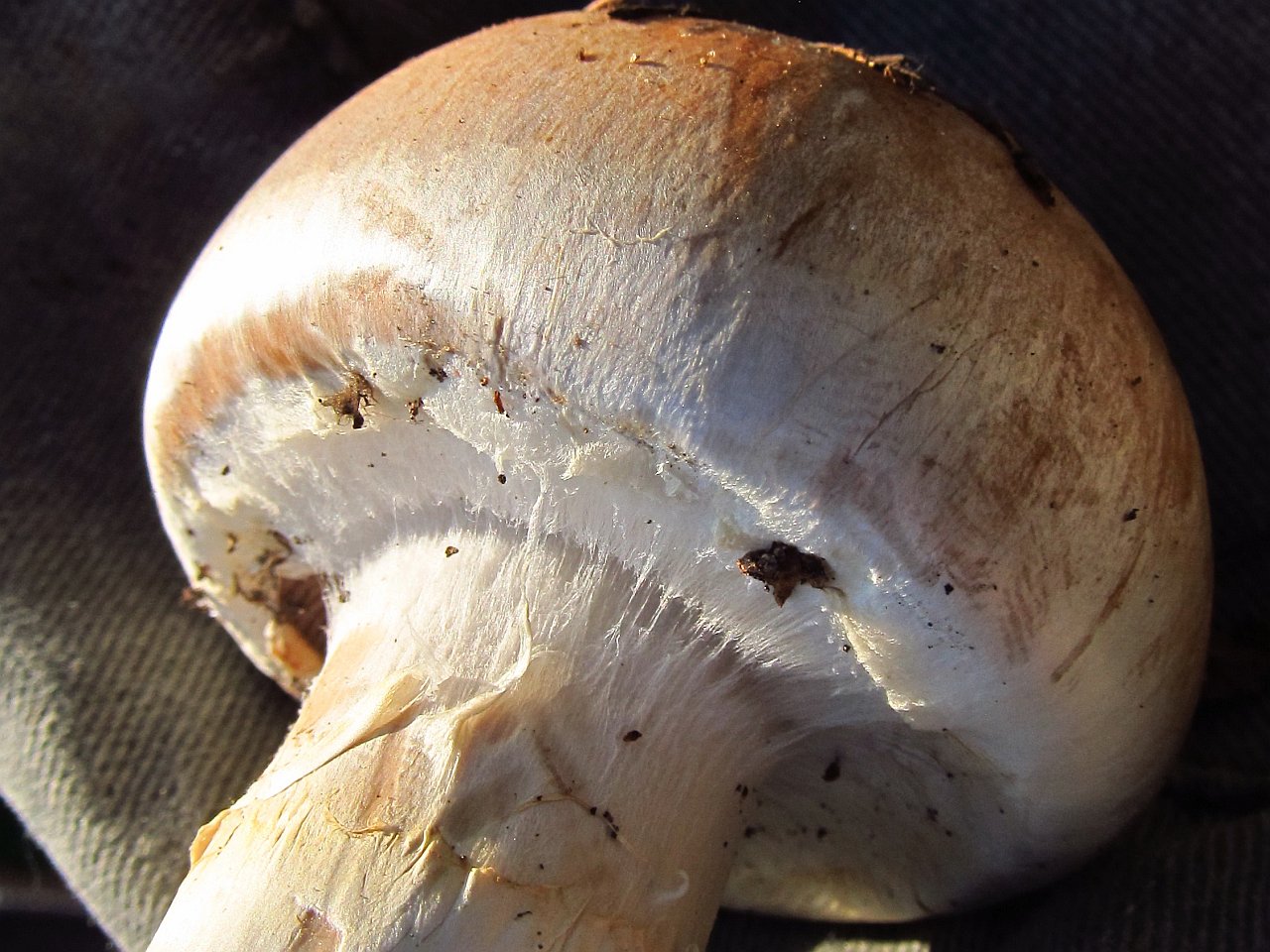 Cortinarius claricolor