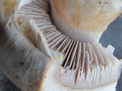 Cortinarius claricolor