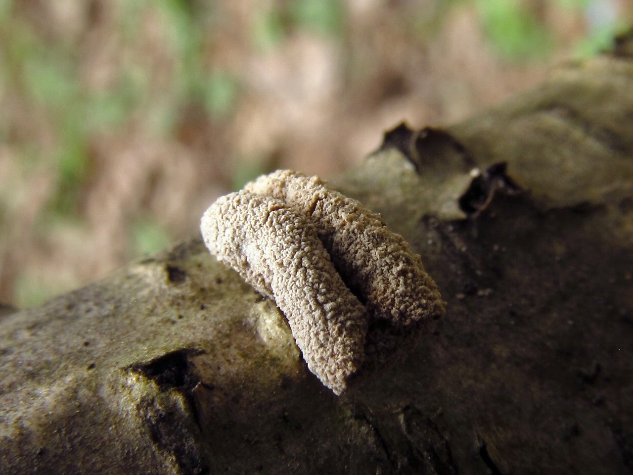 Encoelia furfuracea