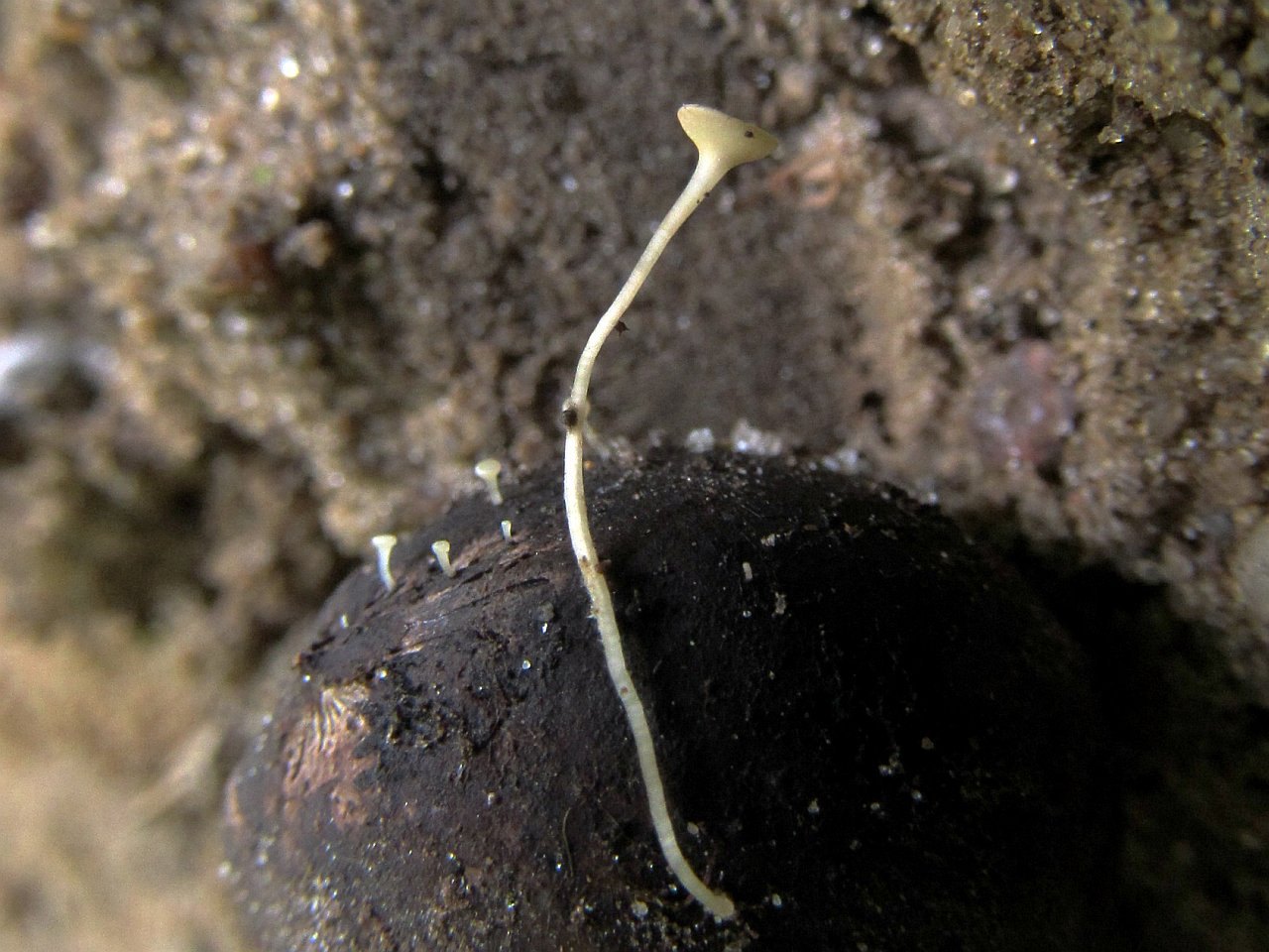 Hymenoscyphus