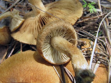 Inocybe heimii