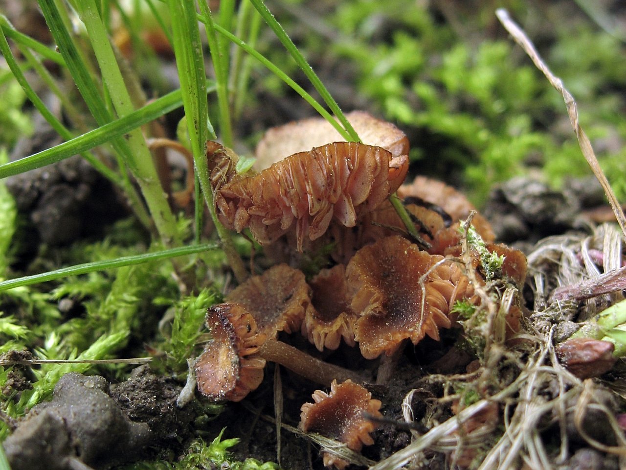 Laccaria pumila